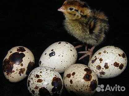 Яйца перепелов (Инкубационные) купить на Зозу.ру - фотография № 1