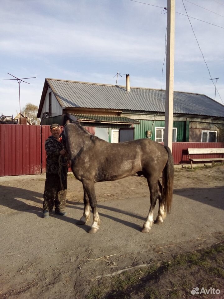 Продаю коней купить на Зозу.ру - фотография № 3