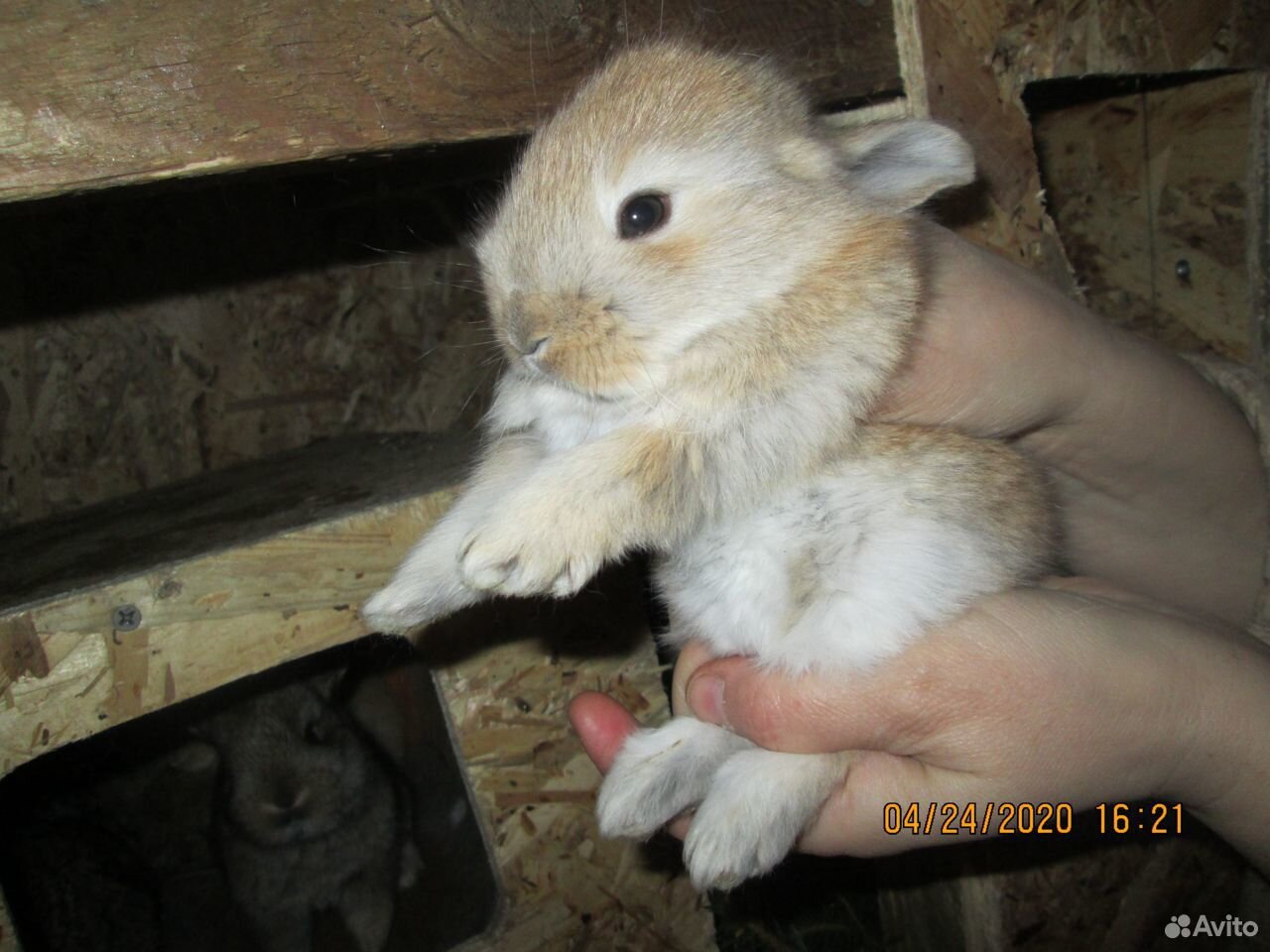 Крольчата купить на Зозу.ру - фотография № 1