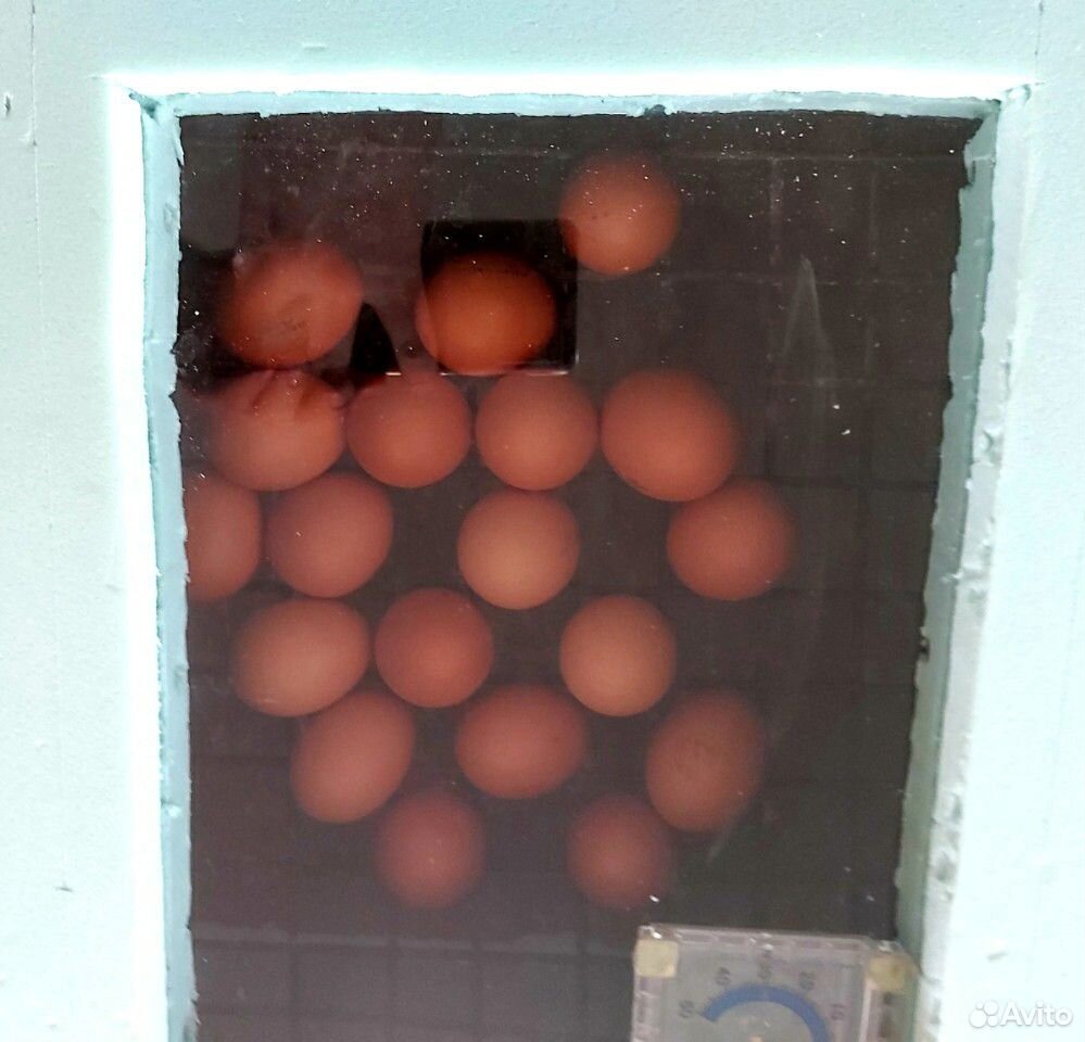 Инкубатор для яиц купить на Зозу.ру - фотография № 1
