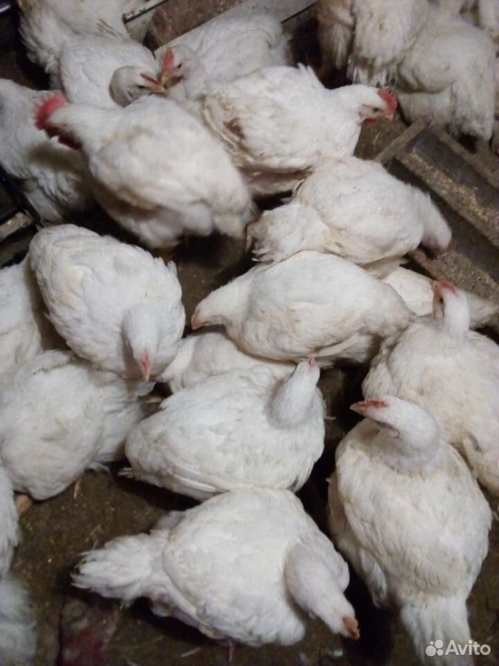 Живые курицы, тушки и яйца купить на Зозу.ру - фотография № 1