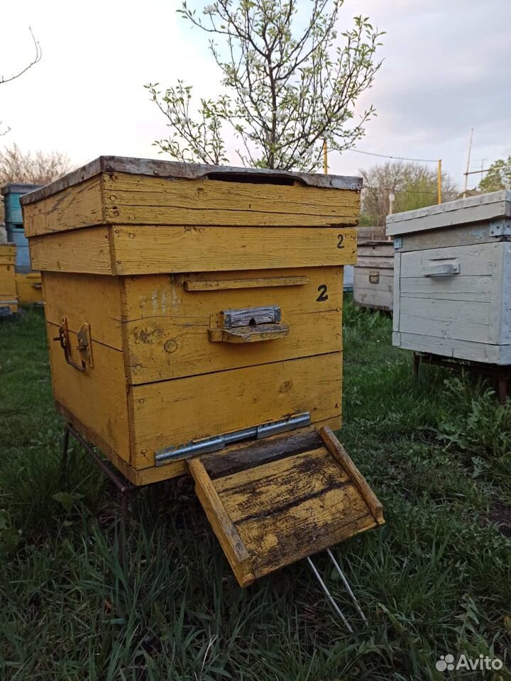 Продам пчелосемьи купить на Зозу.ру - фотография № 4
