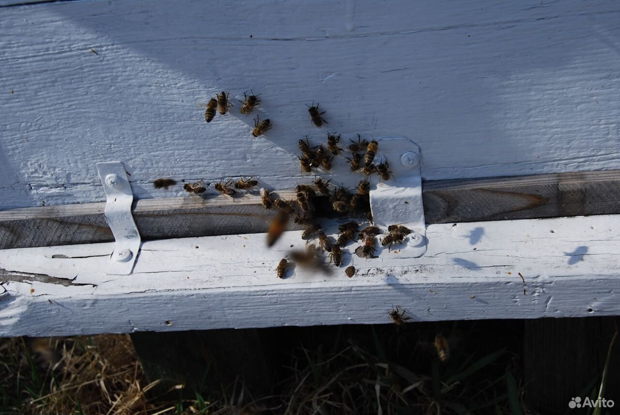 Пчелы средне русской породы купить на Зозу.ру - фотография № 2
