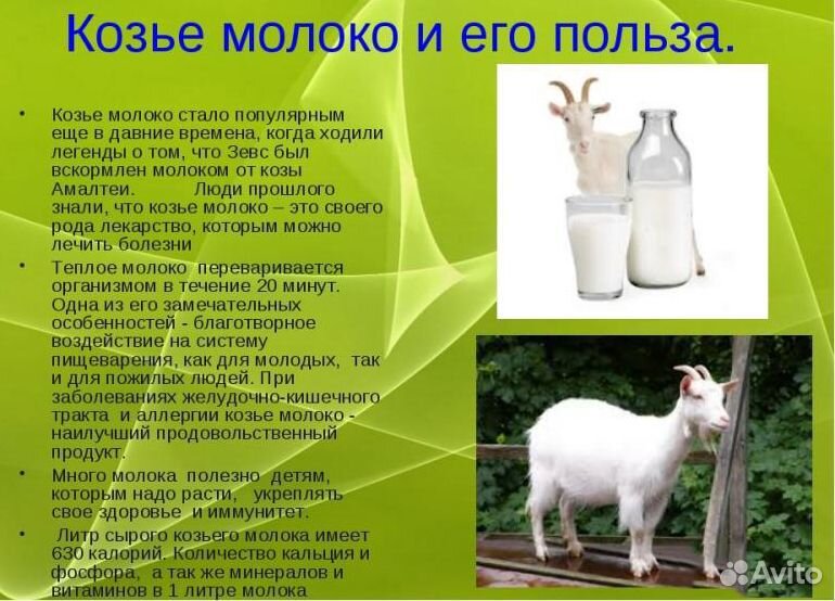 Продам козье молоко купить на Зозу.ру - фотография № 3