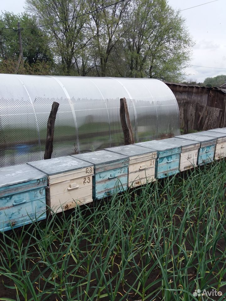Пчёлы на высадку купить на Зозу.ру - фотография № 1