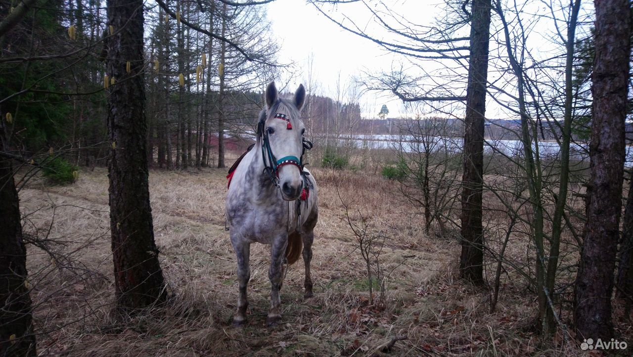Лошадь в аренду для прогулок купить на Зозу.ру - фотография № 9