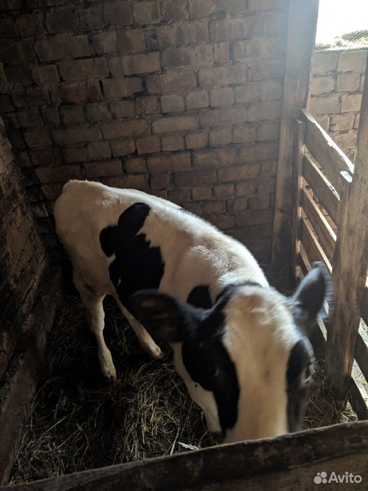 Корова рыжая и телка 3 месяца купить на Зозу.ру - фотография № 5
