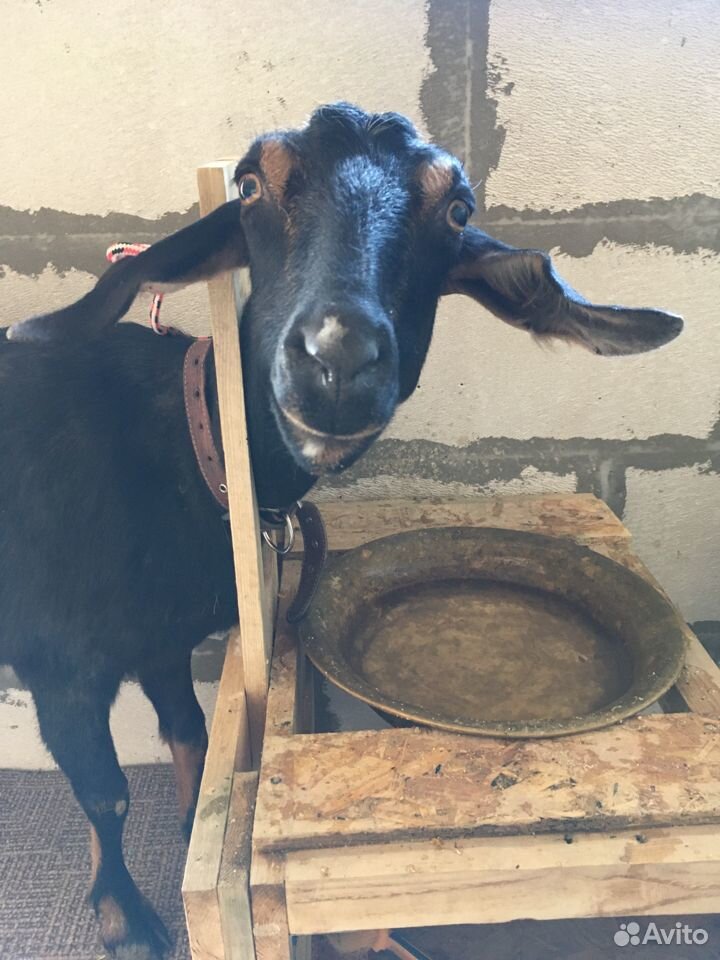 Продам дойную козу купить на Зозу.ру - фотография № 3