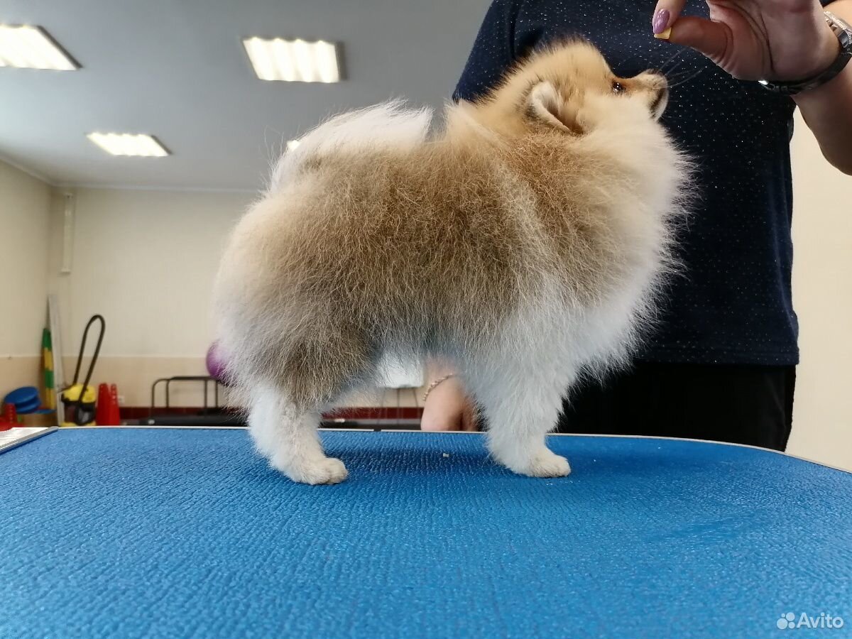 Патиколорный шпиц