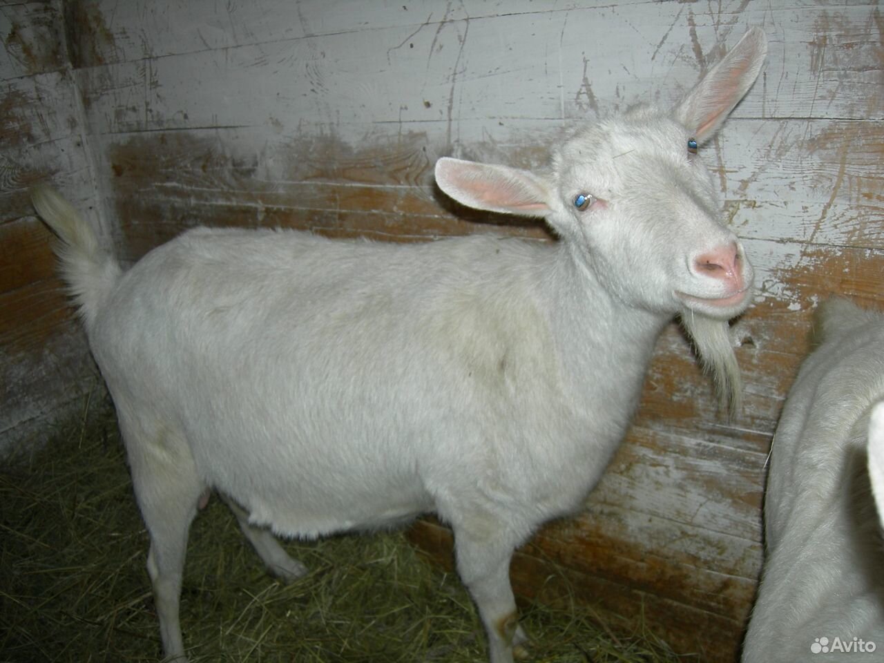 Зааненские чистопородные козы купить на Зозу.ру - фотография № 5