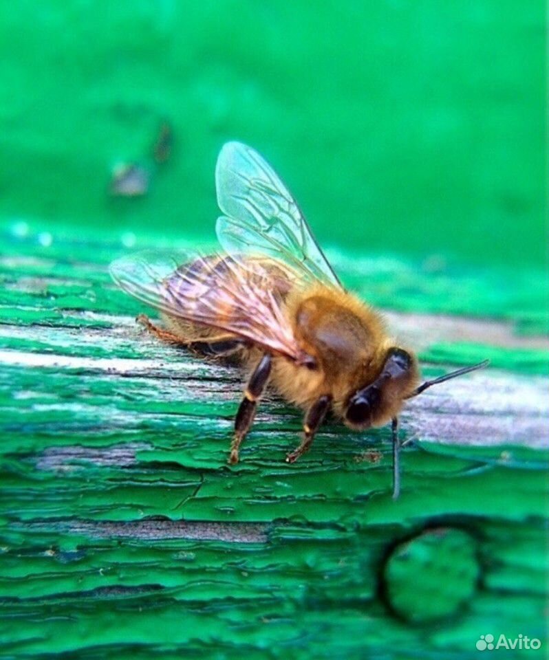 Продаю пчелосемьи с ульями купить на Зозу.ру - фотография № 2