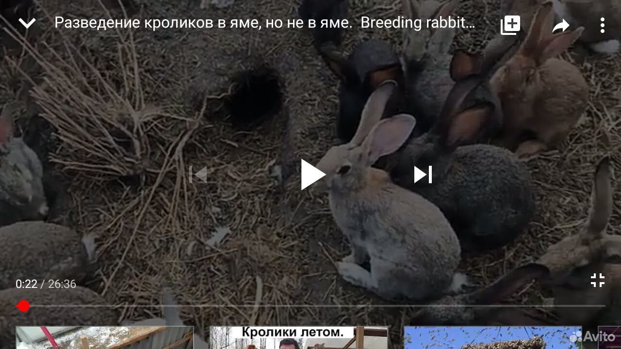 Мясо кроликов. Живые кролики купить на Зозу.ру - фотография № 1