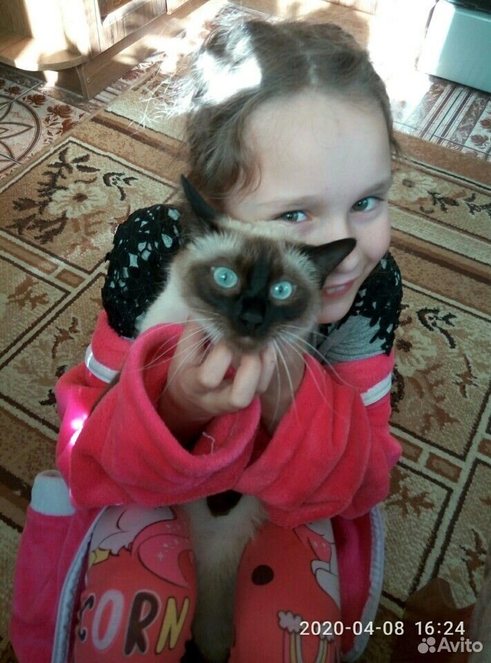 Сиамские котята купить на Зозу.ру - фотография № 5