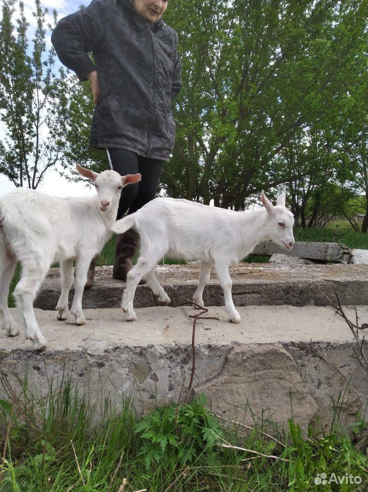 Коза и козлята купить на Зозу.ру - фотография № 7