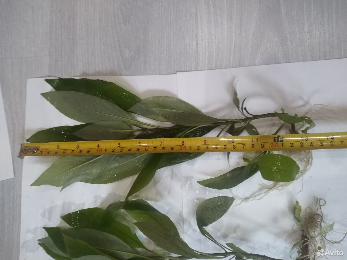 Аквариумное растение лимонник купить на Зозу.ру - фотография № 5