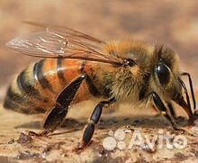 Пчелы вместе с ульями купить на Зозу.ру - фотография № 1