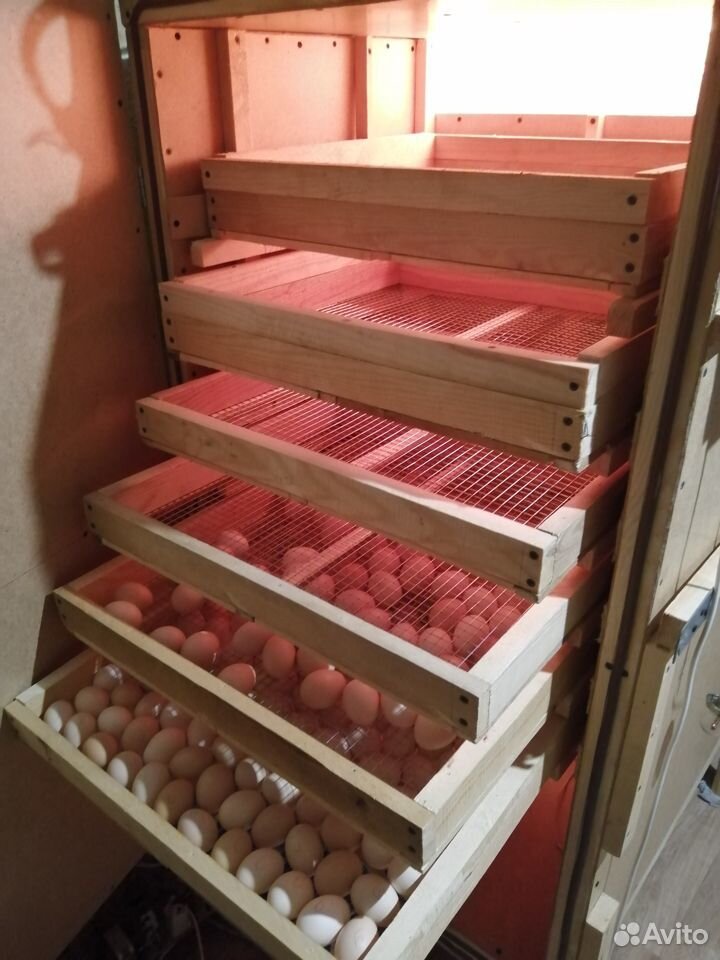 Инкубатор на 700 яиц купить на Зозу.ру - фотография № 1
