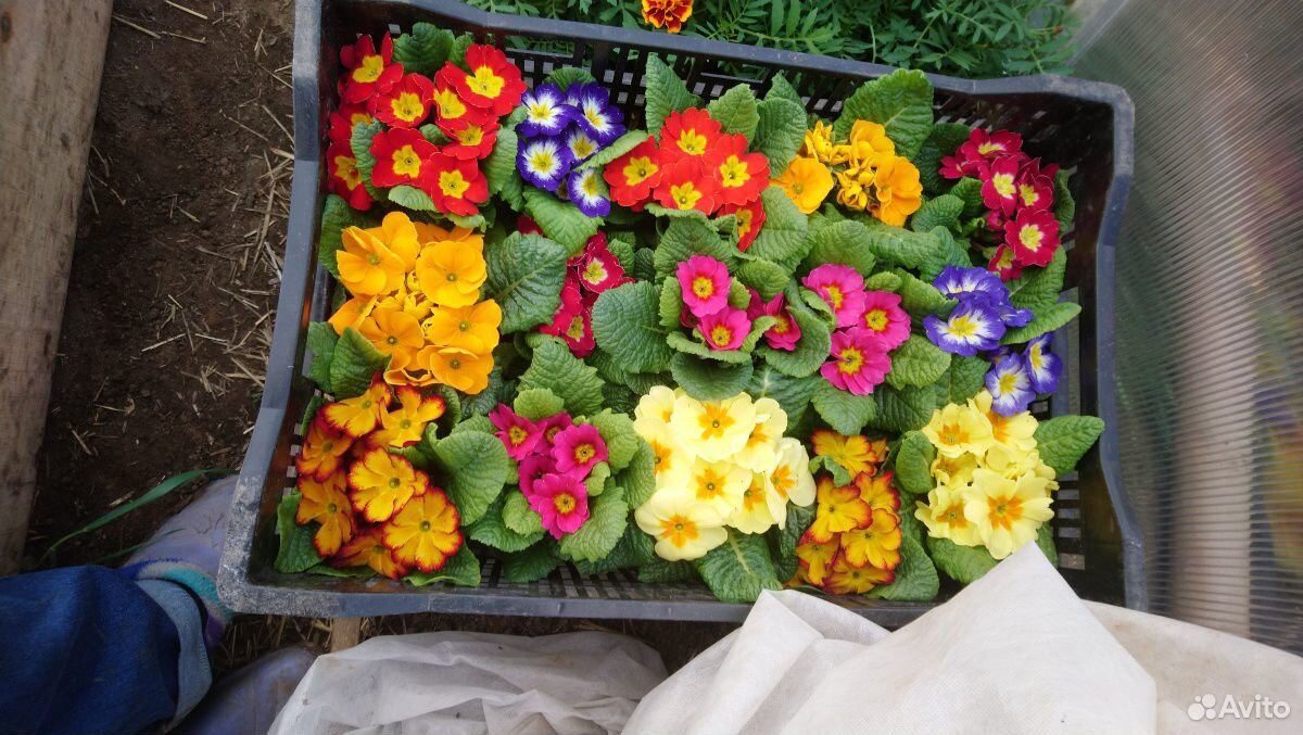 Различные цветы и саженцы купить на Зозу.ру - фотография № 7