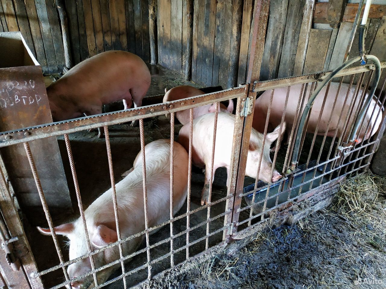 Свиньи и быки купить на Зозу.ру - фотография № 3