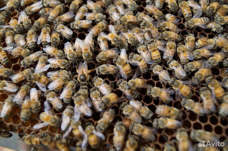 7 пчелиных семей купить на Зозу.ру - фотография № 1