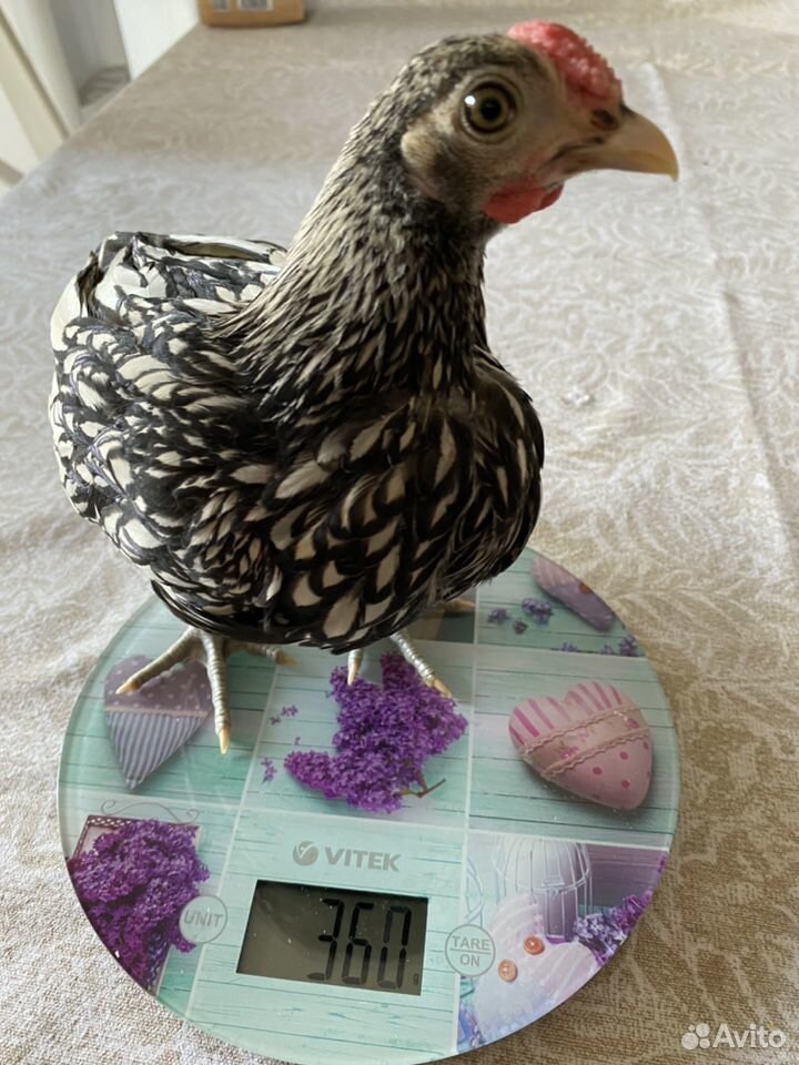 Петушок цыплёнок Сибрайт серебро купить на Зозу.ру - фотография № 4