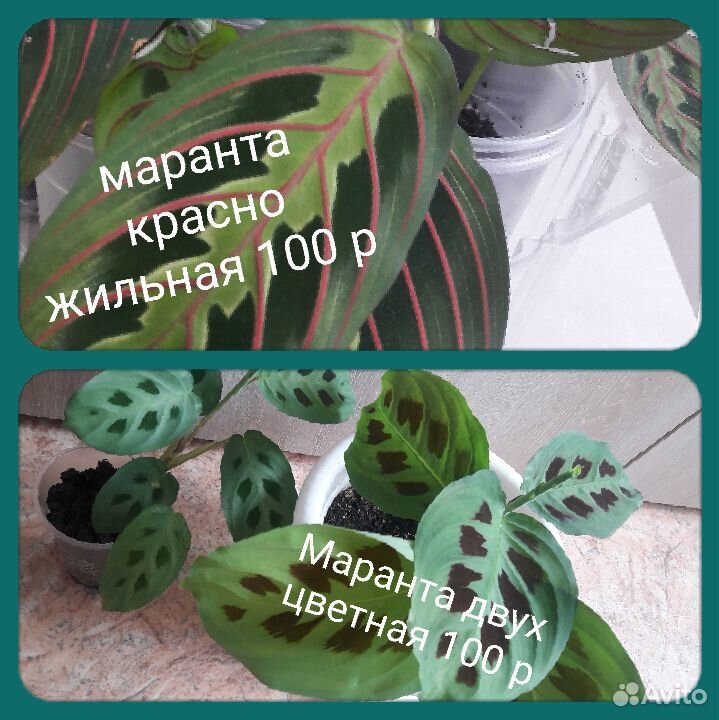 Красиво цветущие растения купить на Зозу.ру - фотография № 4