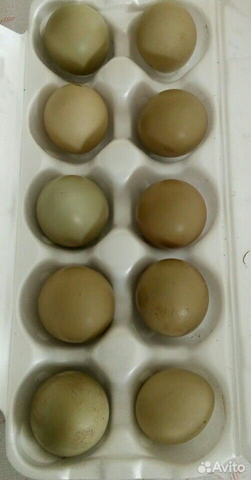 Яйца инкубационные от фазанов охотничьей породы купить на Зозу.ру - фотография № 1