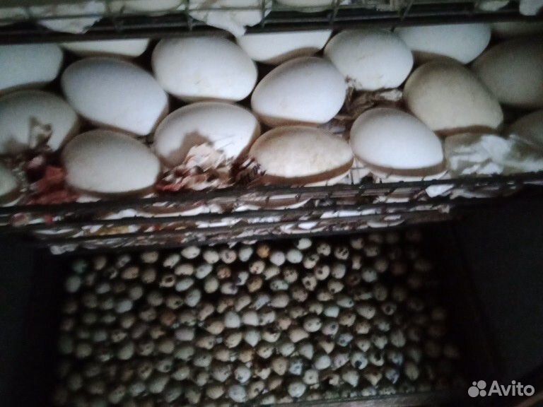 Инкубационные яйцо индоутки купить на Зозу.ру - фотография № 1
