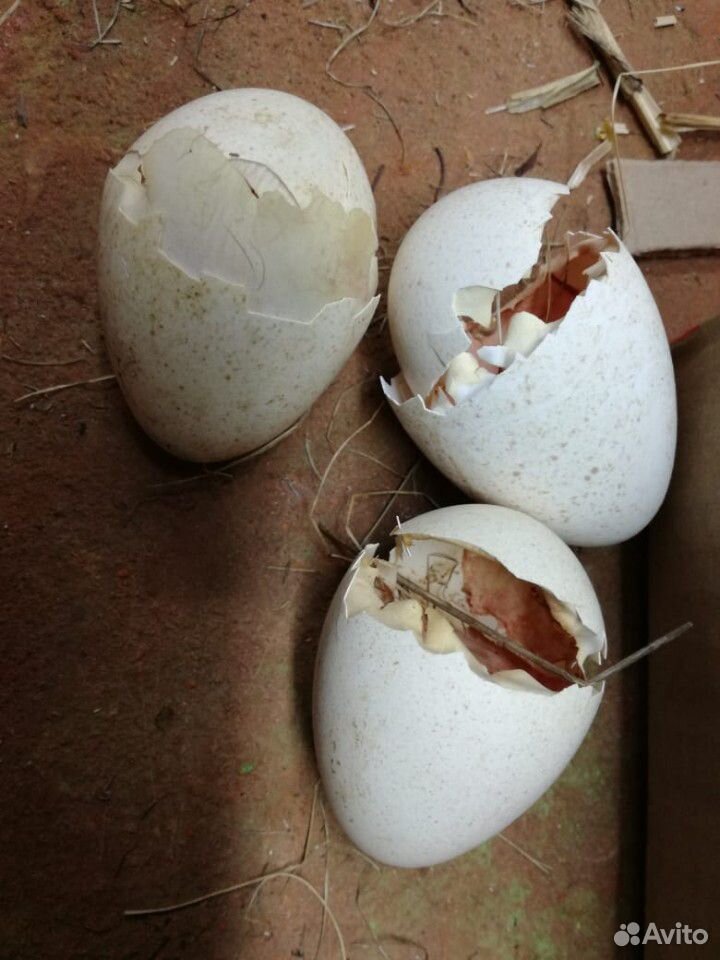 Яйцо инкубационное индюка купить на Зозу.ру - фотография № 1