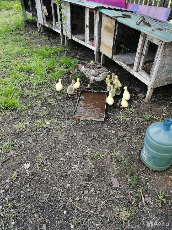 Птица домашняя яйцо инкубационное и цыплят купить на Зозу.ру - фотография № 10