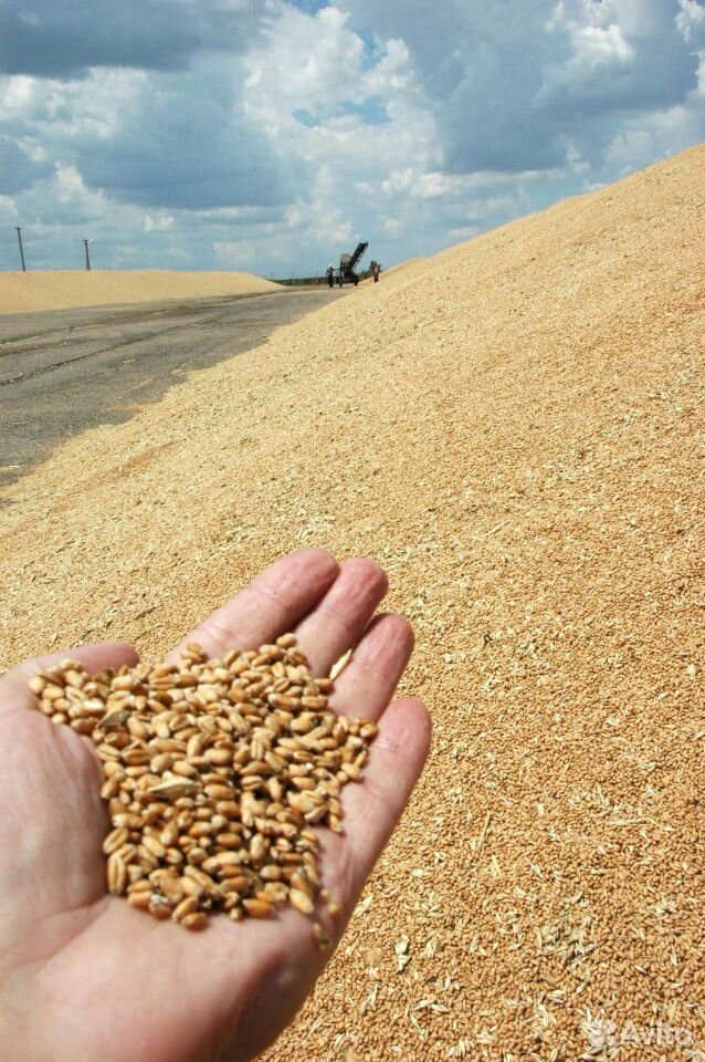 Пшеница кормовая купить на Зозу.ру - фотография № 1
