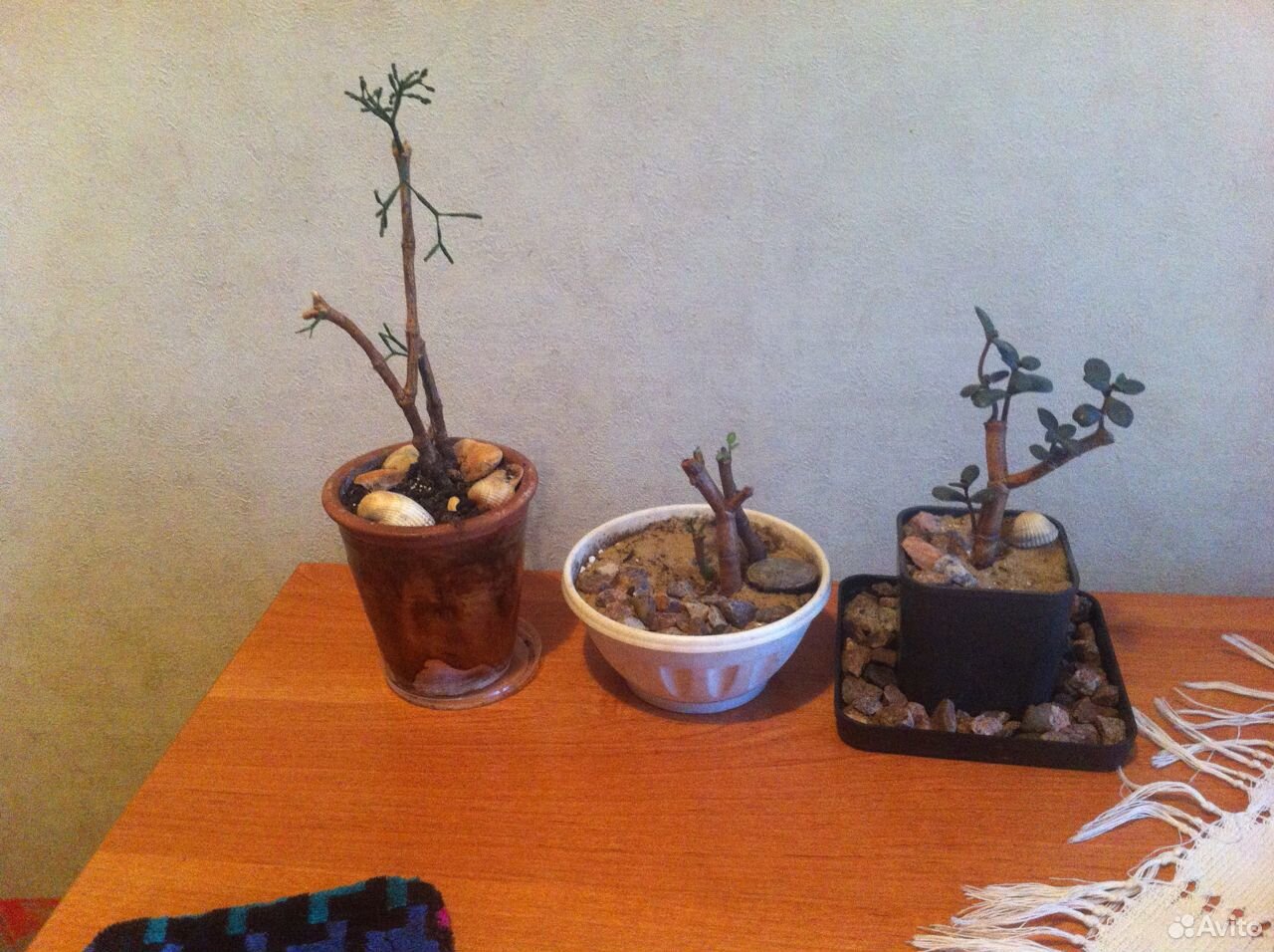 Комнатные растения купить на Зозу.ру - фотография № 1