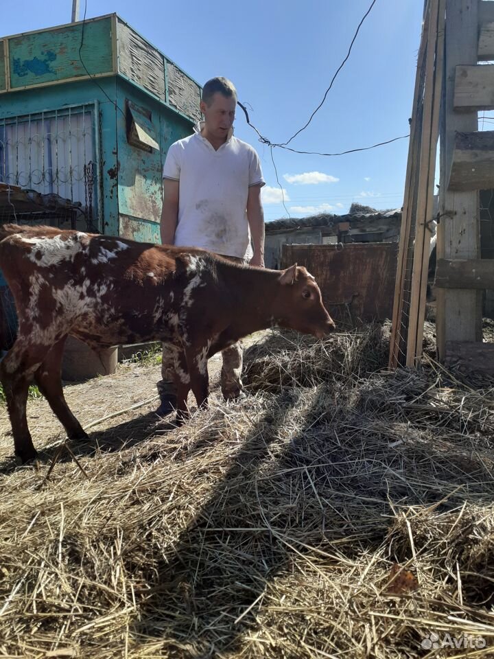 Айрширский бычок на племя