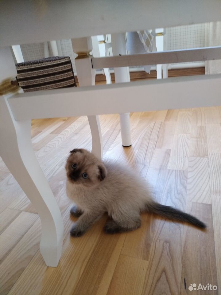 Продается шотландский вислоухий голубоглазый котен купить на Зозу.ру - фотография № 3