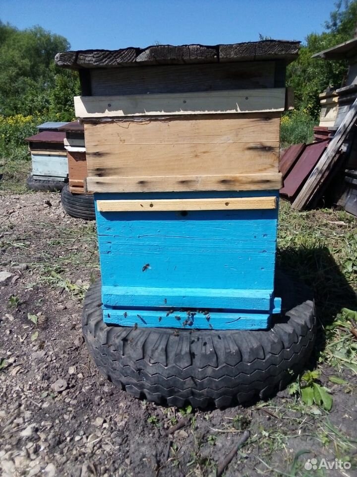 Пчелосемья купить на Зозу.ру - фотография № 6