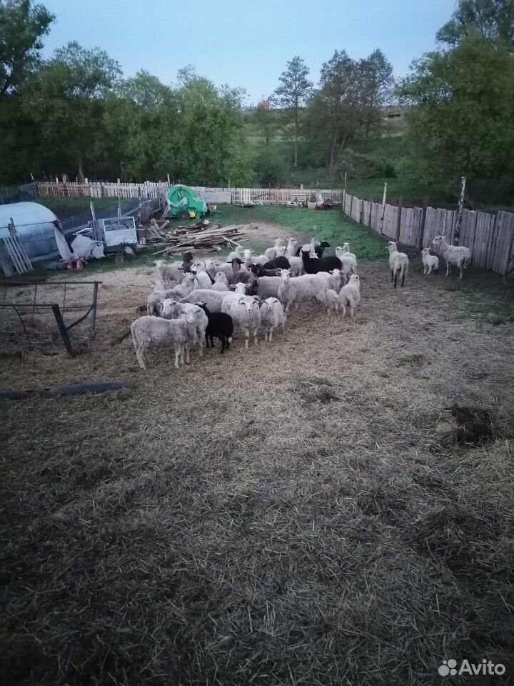Баран, овцы, ягнята купить на Зозу.ру - фотография № 3