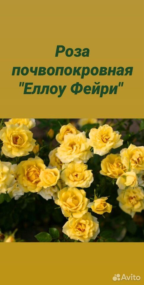 Розы кустовые купить на Зозу.ру - фотография № 7