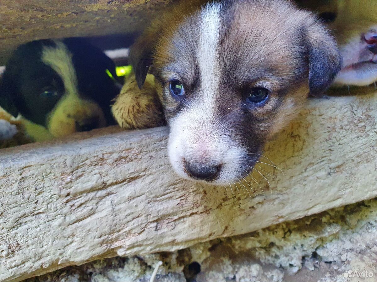 Маленькие щенята,нуждаются в хозяевах,не проходите купить на Зозу.ру - фотография № 3
