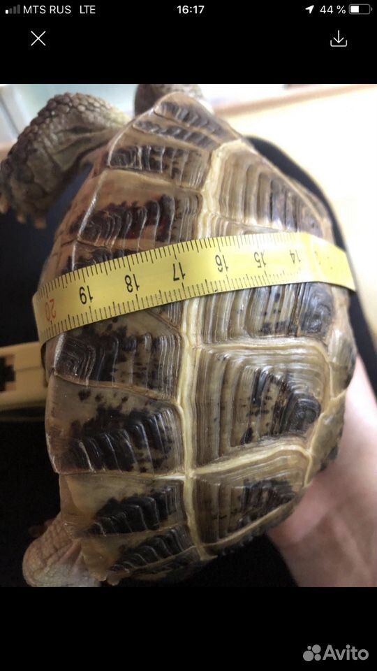 Сухопутная черепаха большая (мальчик) купить на Зозу.ру - фотография № 6