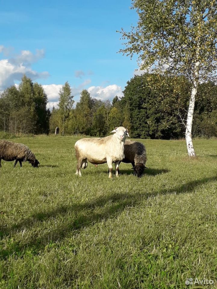 Овцы племенные Романовской породы с ягнятами купить на Зозу.ру - фотография № 5