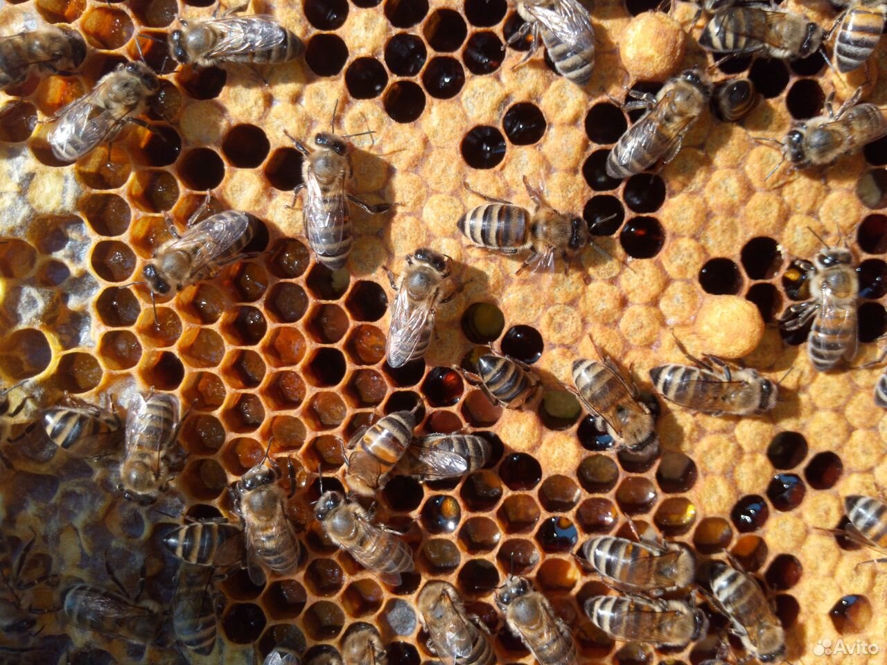 Продам пчёл купить на Зозу.ру - фотография № 2