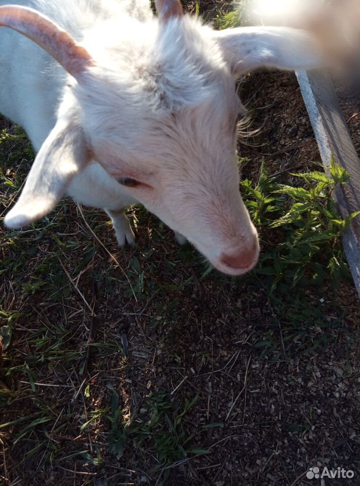 Продам козу молочную с козочкой купить на Зозу.ру - фотография № 9