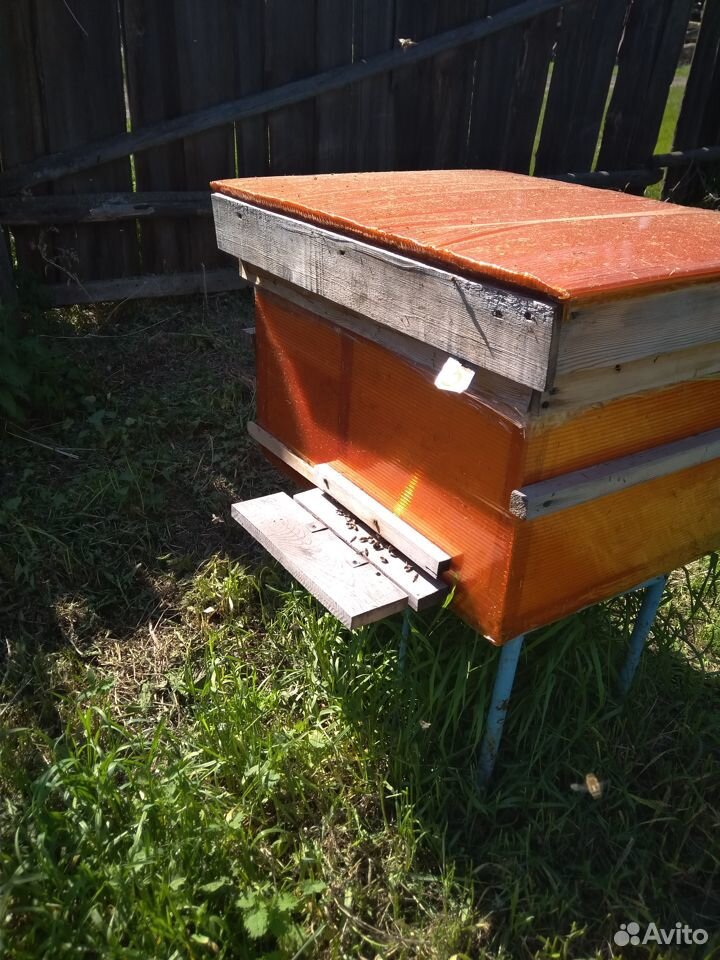 Продам пчел купить на Зозу.ру - фотография № 3