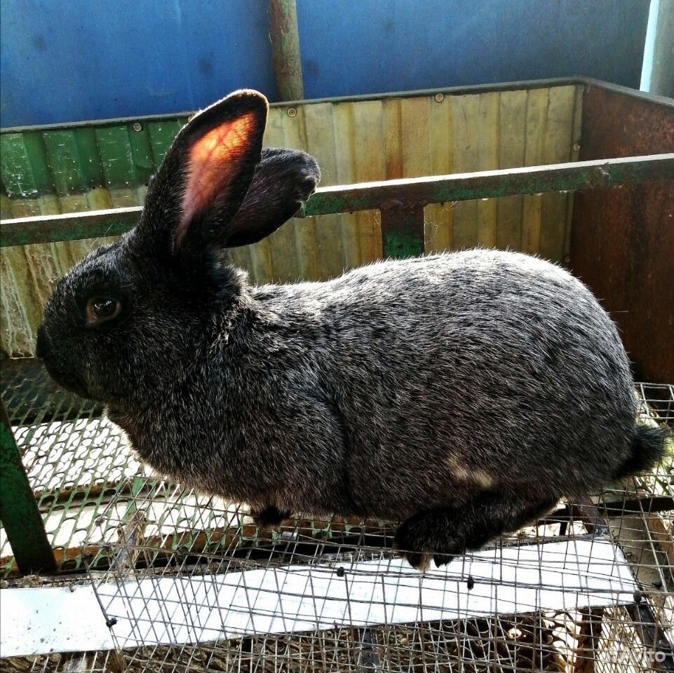 Кролики, крольчата купить на Зозу.ру - фотография № 9