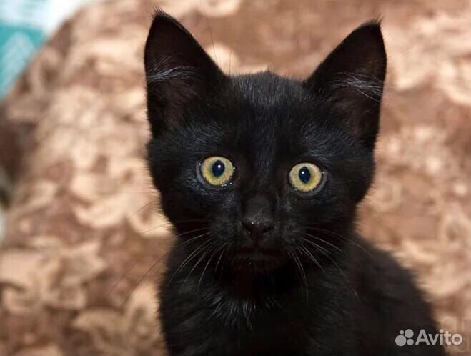 Фото Черных Кошек С Желтыми Глазами