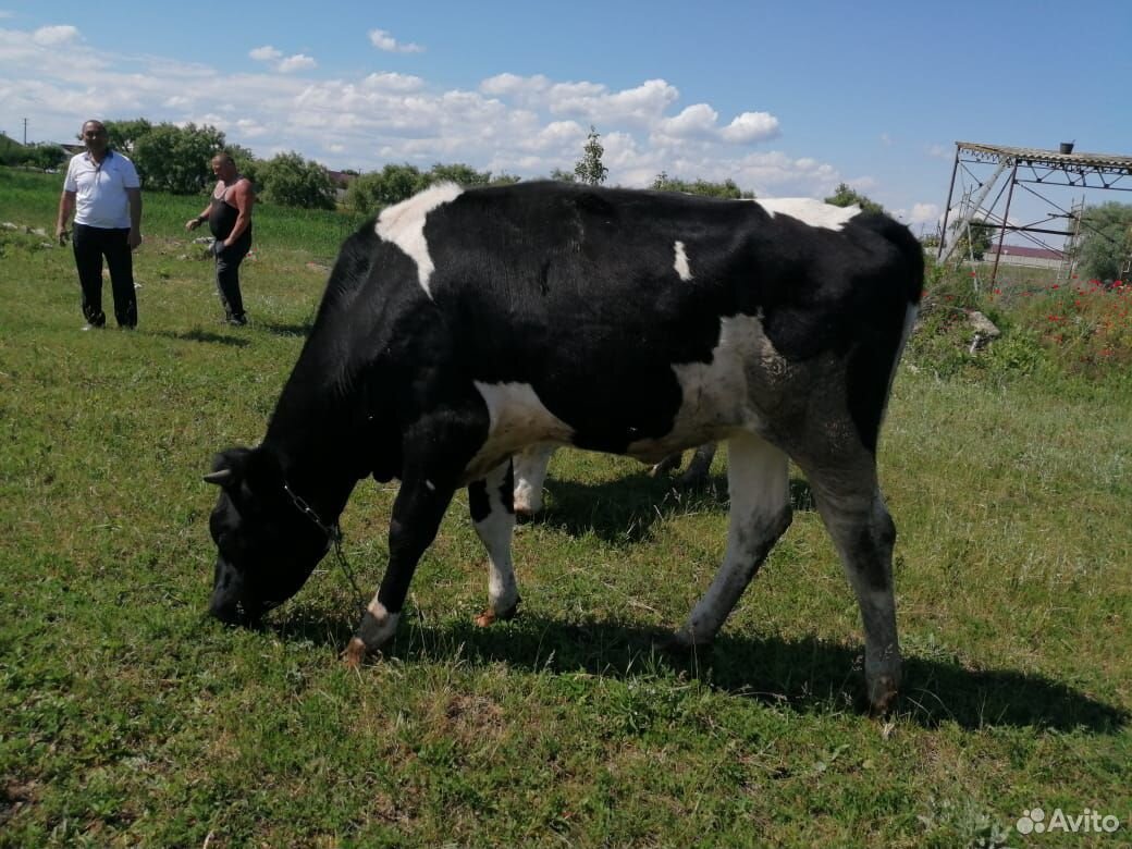 Коровы и тёлки купить на Зозу.ру - фотография № 2
