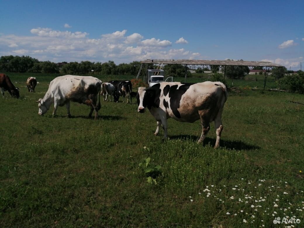 Коровы и тёлки купить на Зозу.ру - фотография № 9