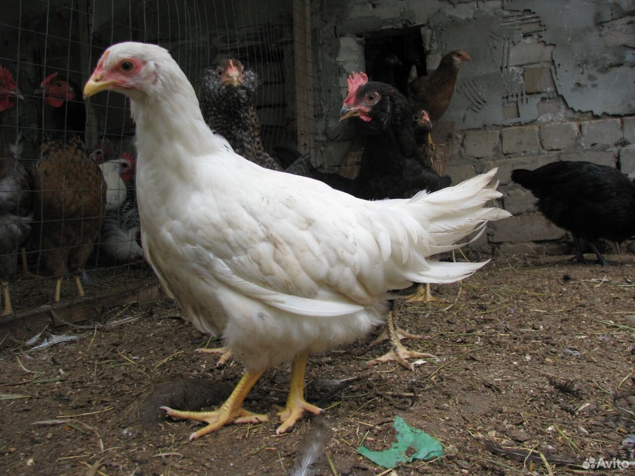 Цыплята, Несушки, пасхальные куры купить на Зозу.ру - фотография № 4