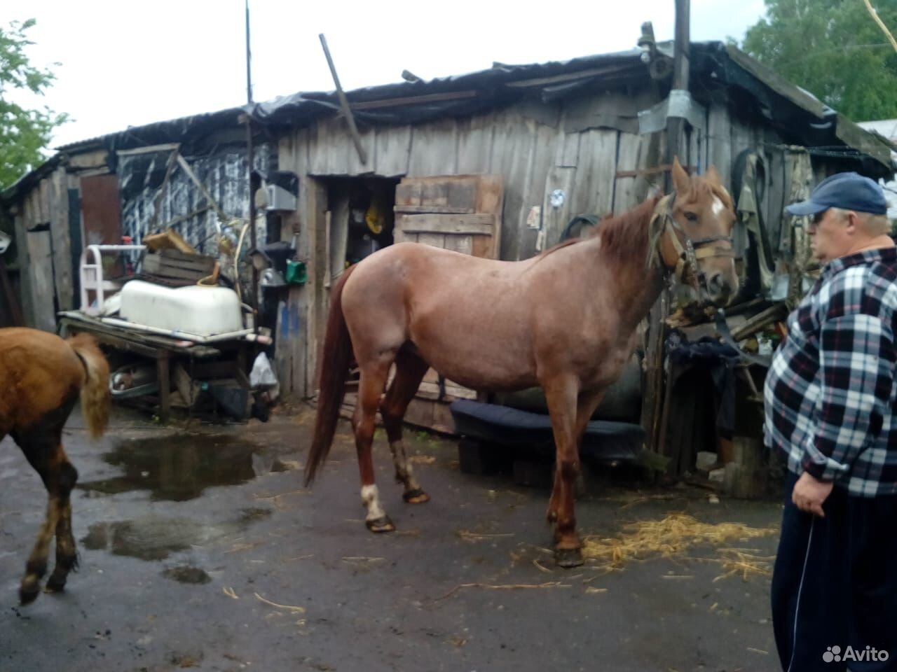 Лошадь сконяшкой купить на Зозу.ру - фотография № 4
