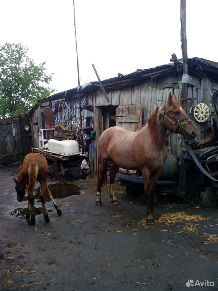 Лошадь сконяшкой купить на Зозу.ру - фотография № 1